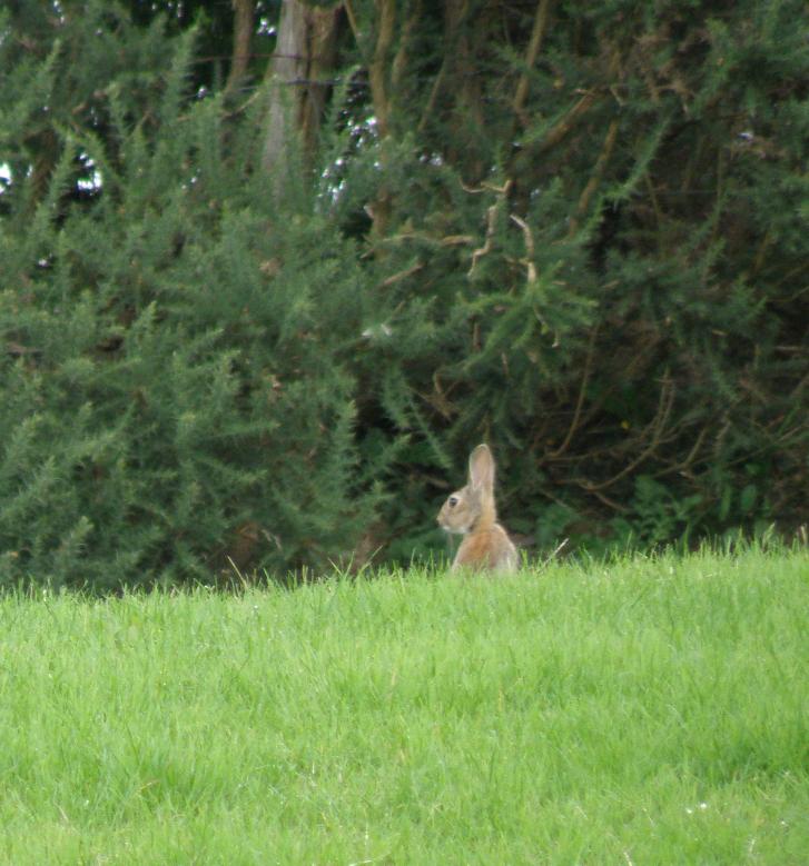 20100803k duizenden konijnen.JPG